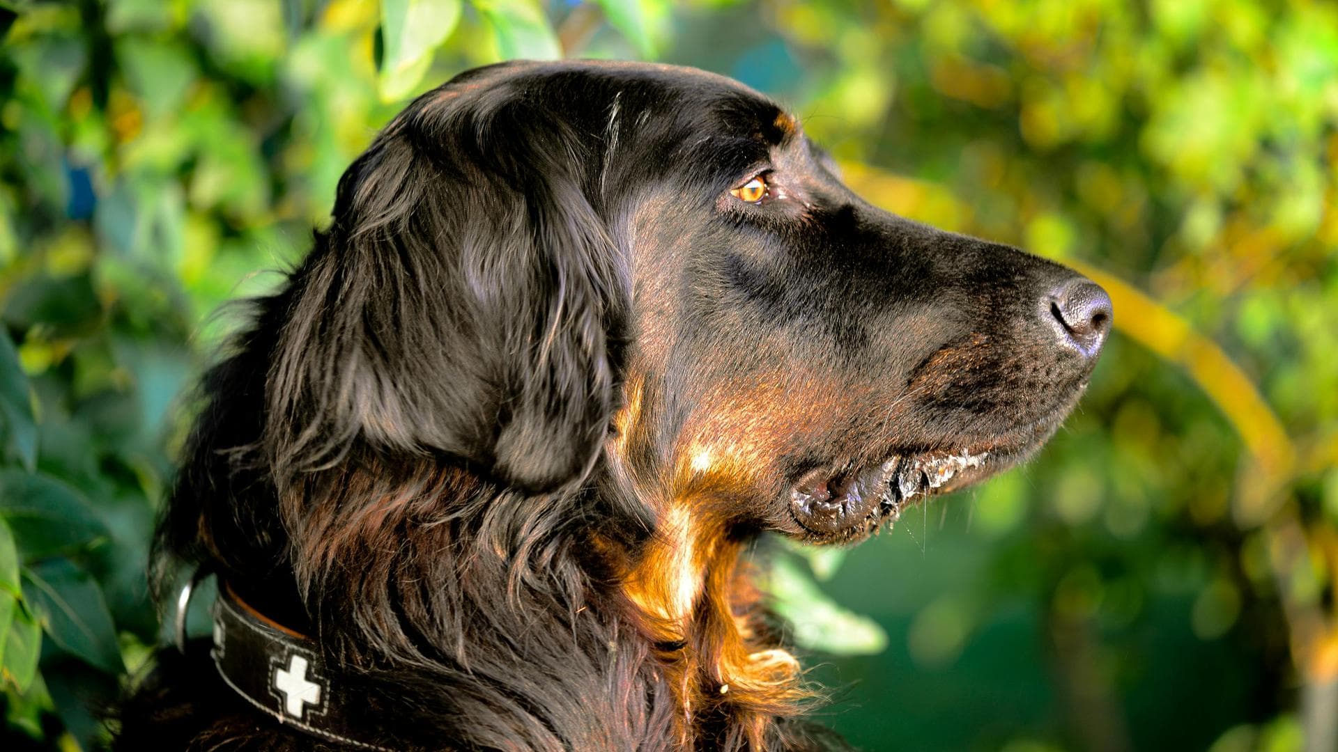 Emergency vets in Humberston